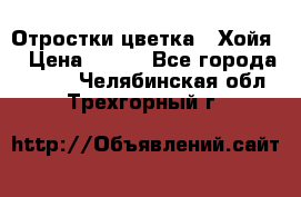 Отростки цветка  “Хойя“ › Цена ­ 300 - Все города  »    . Челябинская обл.,Трехгорный г.